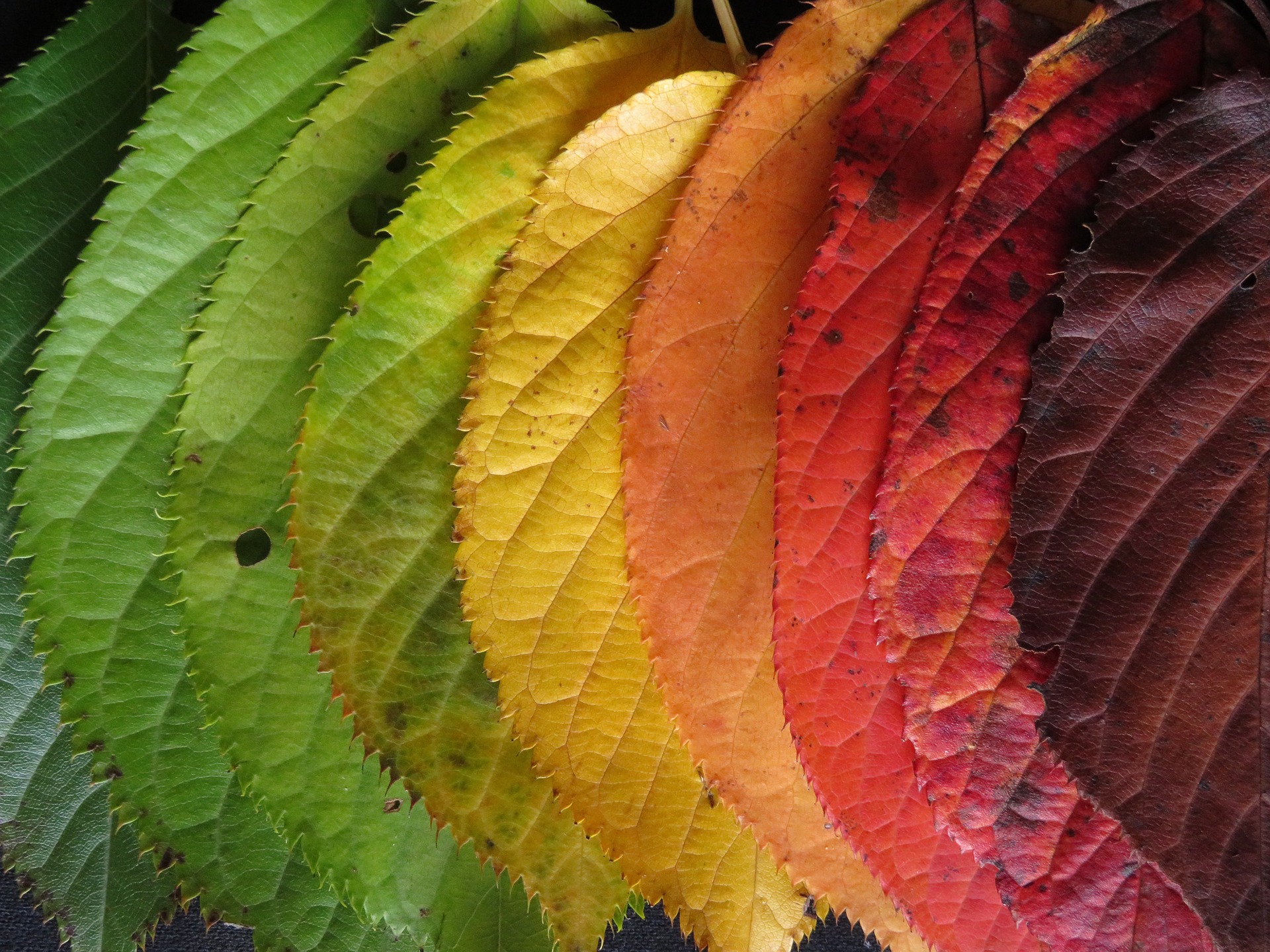 Regenbogen aus Herbstblättern